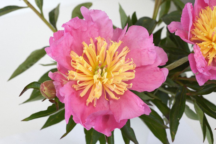 Bijūnai (Lot Paeonia) 'Showgirl' 2-3 BR