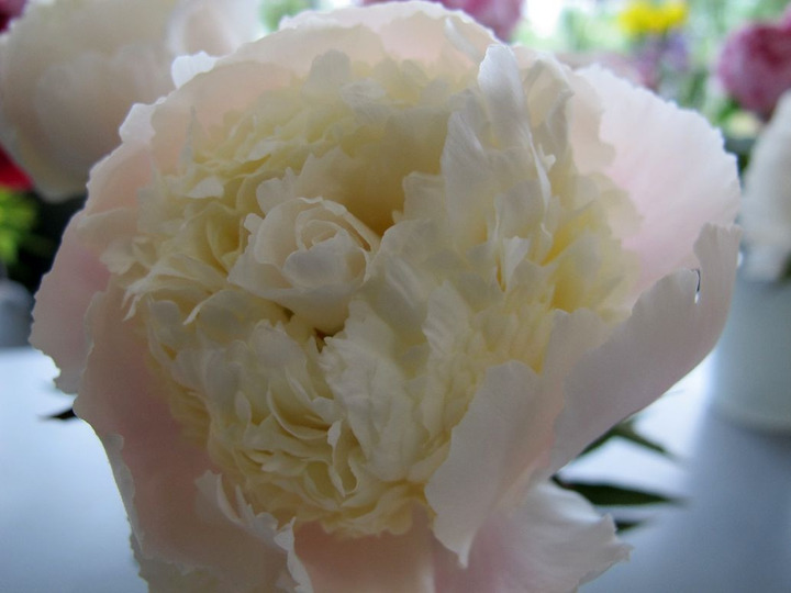 Bijūnai (Lot Paeonia) 'White Charm' 2-3 BR