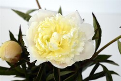 Bijūnai (Lot Paeonia) 'White Charm' 3-5 BR