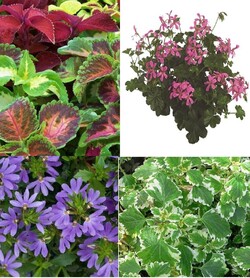 Annuals (Lot Annuals) P12 - nuotrauka 2