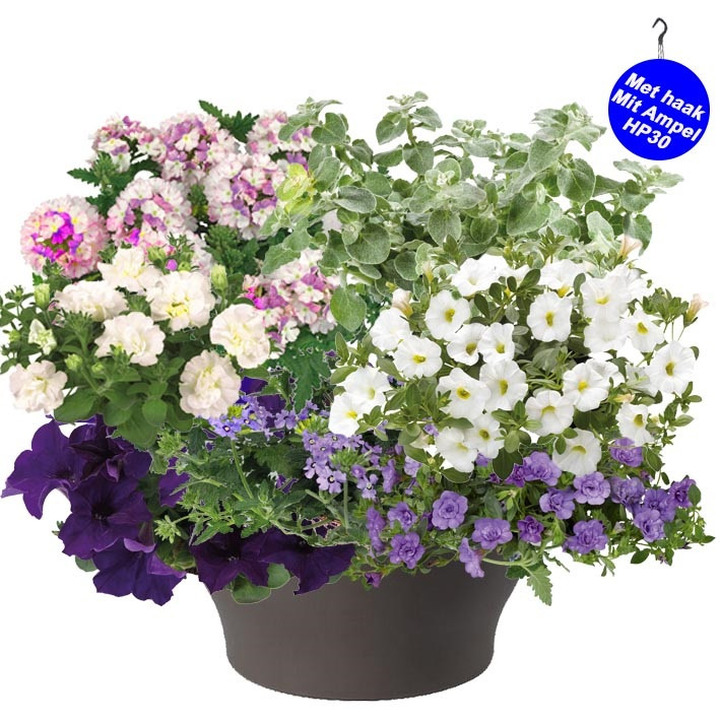 Annuals (Lot Annuals) C8/P27 HANGING BASKET