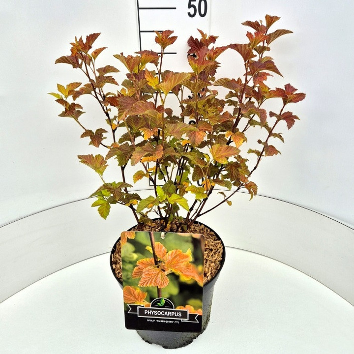 Pūslenis putinalapis (Lot Physocarpus op.) 'Amber Queen' C10 40-50 CM