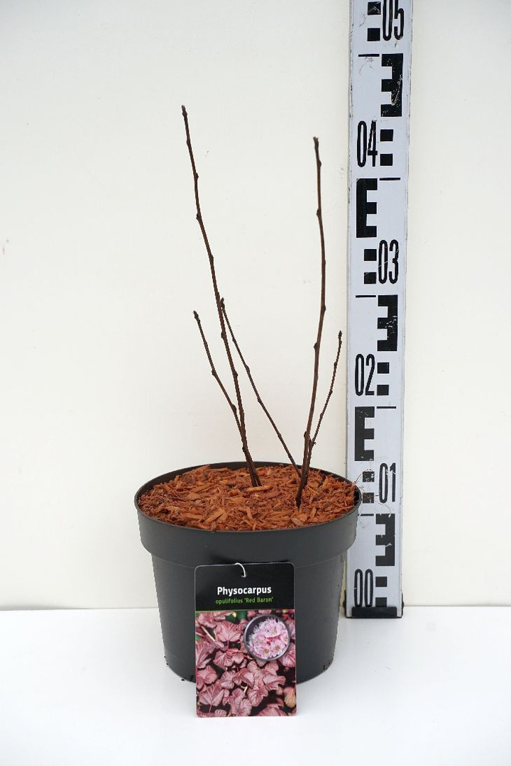 Pūslenis putinalapis (Lot Physocarpus op.) 'Red Baron' C3/P19 30-35 CM