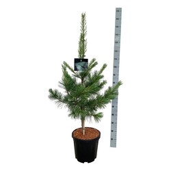 Pušis kalvinė (Lot Pinus monticola) 'Ammerland' C15 100-125 CM