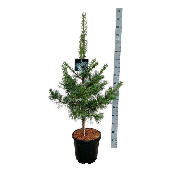 Pušis kalvinė (Lot Pinus monticola) 'Ammerland' C15 100-125 CM