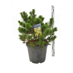 Pušis kalninė (Lot Pinus mugo) 'Gnom' C30 50-60 CM EXTRA - nuotrauka 1