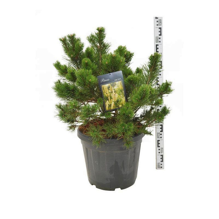 Pušis kalninė (Lot Pinus mugo) 'Gnom' C30 50-60 CM EXTRA