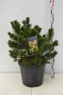 Pušis kalninė (Lot Pinus mugo) 'Gnom' C30 50-60 CM EXTRA - nuotrauka 2