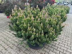 Pušis kalninė (Lot Pinus mugo) C240 80-100 CM SOL