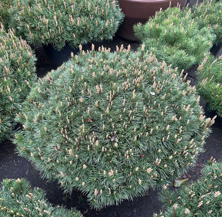 Pušis kalninė (Lot Pinus mugo) C50 100-120 CM