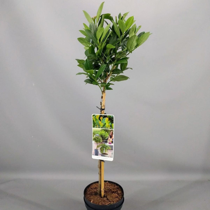 Lauro vyšnia (Lot Prunus laur.) 'Mano' C3/P19 STIEBAS 50 CM