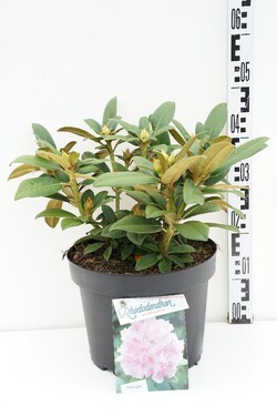 Rododendras Jakušimaninis (Lot Rhododendron (Y)) 'Doc' C10 40-50 CM