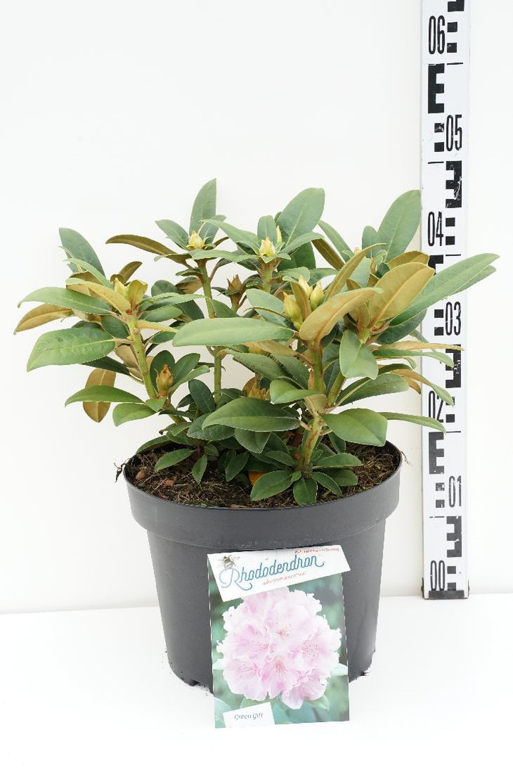 Rododendras Jakušimaninis (Lot Rhododendron (Y)) 'Doc' C10 40-50 CM
