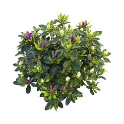 Rododendras (Lot Rhododendron) 'Duo' C5/P23 30-40 CM
