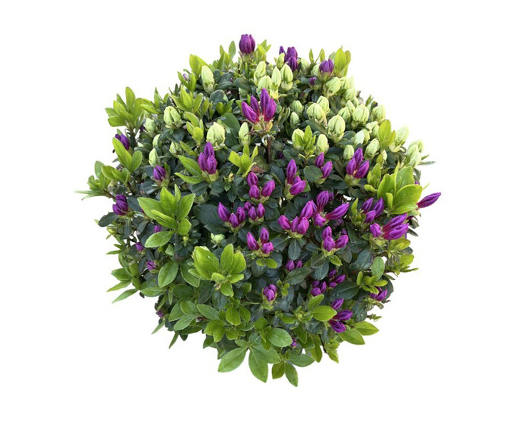 Rododendras (Lot Rhododendron) 'Duo' 30 CM BALL C5/P23