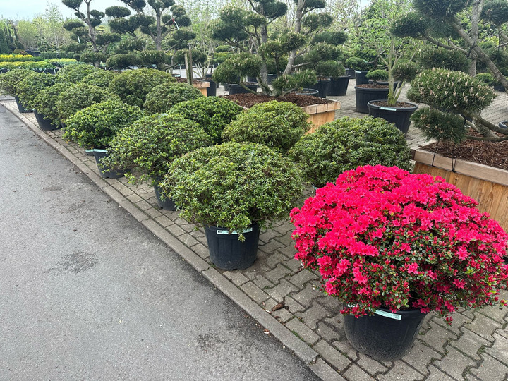 Rododendras (Lot Rhododendron) 90/+ CM BALL C45