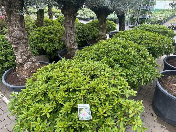 Rododendras (Lot Rhododendron) C55 120/+ CM