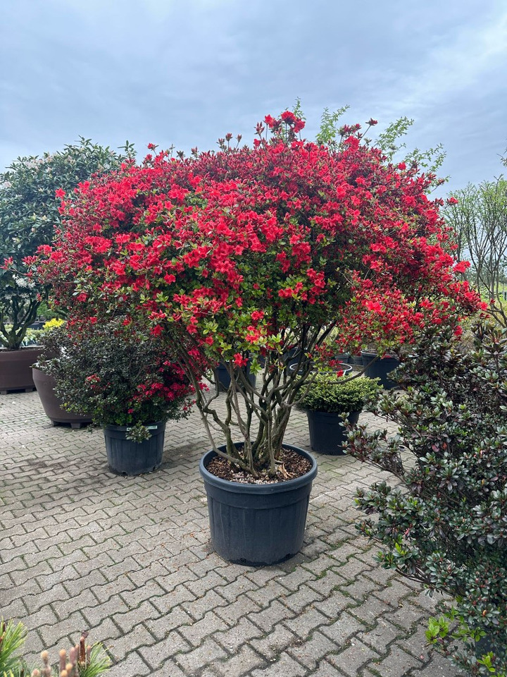 Rododendras (Lot Rhododendron) 'Stewartstonian' DAUGEKAMIENIS 200/+ C130