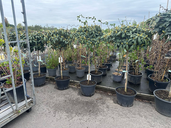 Rododendras Jakušimaninis (Lot Rhododendron (Y)) 'Schneekrone' C25 STIEBAS 70 CM