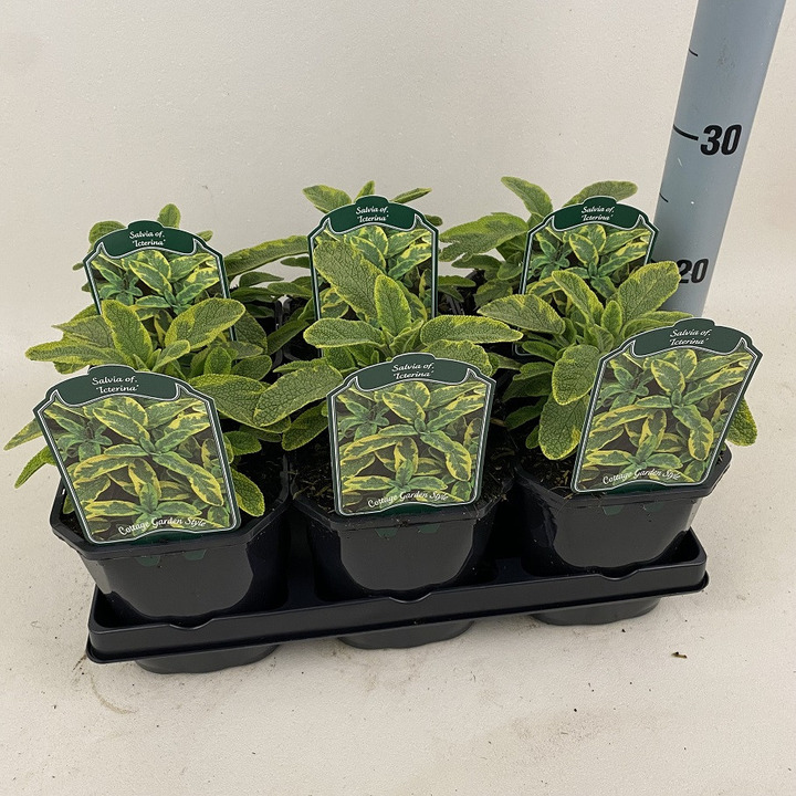 Vaistinis šalavijas (Lot Salvia off.) 'Icterina' C2/P17