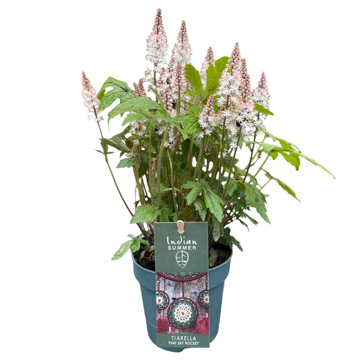 Tiarelė (Lot Tiarella) 'Pink Sky Rocket' P12
