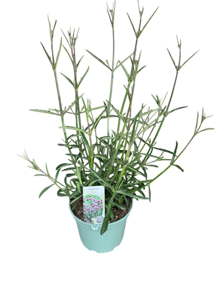 Patagoninė verbena (Lot Verbena bon.) 'Lollipop' C5/P23