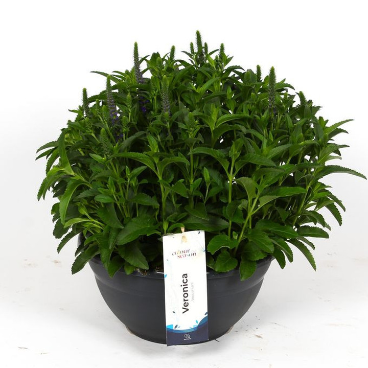 Veronika varpotoji (Lot Veronica s.) 'Anniversary Bleu' P30