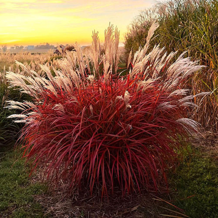 Miskantas Kininis (Lot Miscanthus Sinensis) 'Lady in Red'® P9 | MISKANTAI | SMILGOS - VARPINIAI AUGALAI