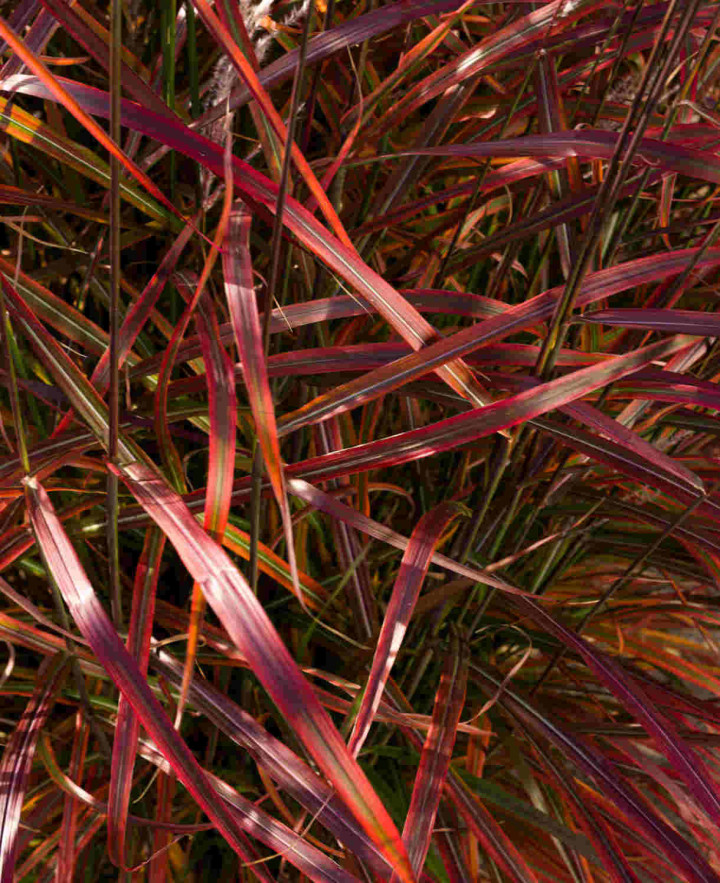 Miskantas Kininis (Lot Miscanthus Sinensis) 'Lady in Red'® P9 | MISKANTAI | SMILGOS - VARPINIAI AUGALAI