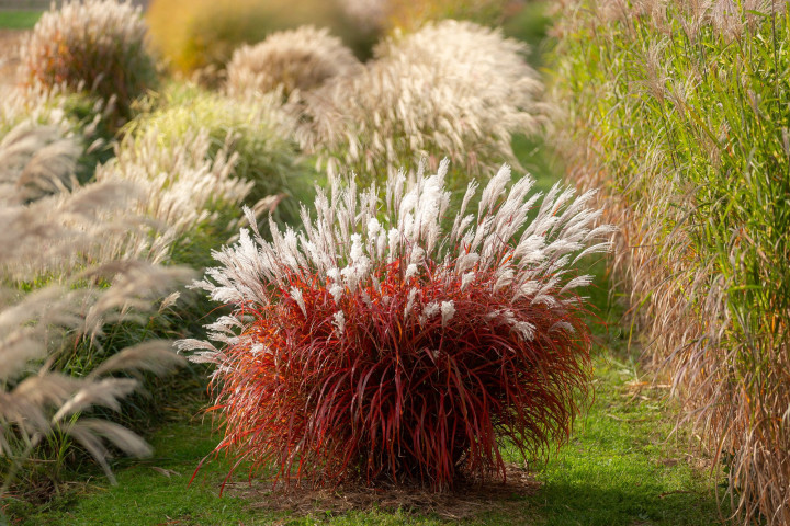 Miskantas Kininis (Lot Miscanthus Sinensis) 'Lady in Red'® P9 | MISKANTAI | SMILGOS - VARPINIAI AUGALAI