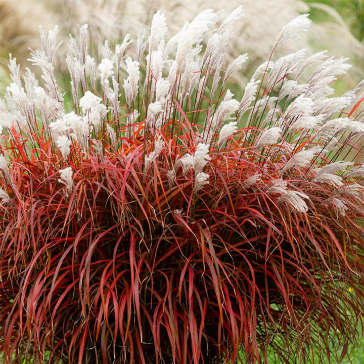 Miskantas Kininis (Lot Miscanthus Sinensis) 'Lady in Red'® P9 | MISKANTAI | SMILGOS - VARPINIAI AUGALAI