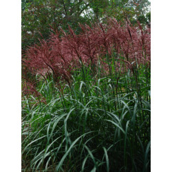 Miskantas Kininis (Lot Miscanthus Sinensis) 'Dorian Ingrid'® C5 - nuotrauka 2