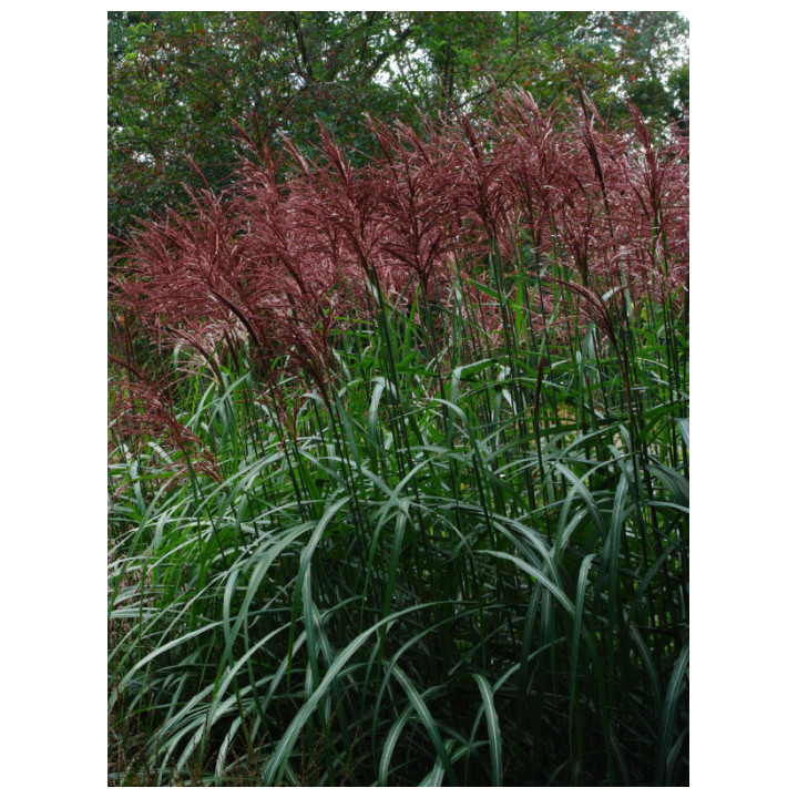 Miskantas Kininis (Lot Miscanthus Sinensis) 'Lady in Red'® P9 | MISKANTAI | SMILGOS - VARPINIAI AUGALAI