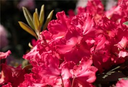 Rododendras (Y) (Lot Rhododendron (Y)) 'Vollblutt' C20 40-50 CM | RODODENDRAI | KRŪMAI