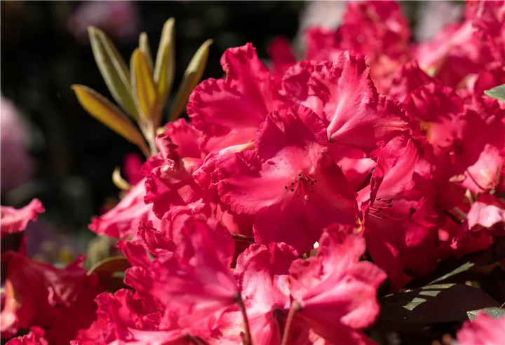 Rododendras Jakušimaninis (Lot Rhododendron (Y)) 'Vollblutt' C7,5/P26 40/+ CM