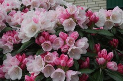 Rododendras Jakušimaninis (Lot Rhododendron (Y)) 'Koichiro Wada' C3/P19 25-30 CM - nuotrauka 1
