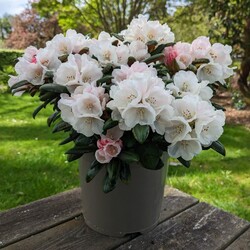 Rododendras Jakušimaninis (Lot Rhododendron (Y)) 'Koichiro Wada' C5/P23 30/+ CM - nuotrauka 3