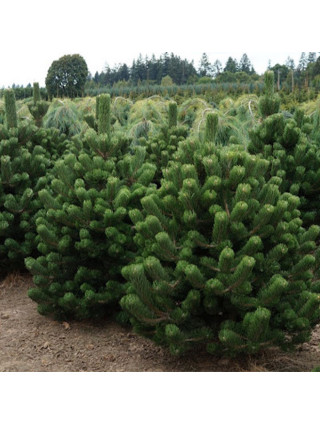 Pušis juodoji (Lot Pinus nigra) 'Oregon Green' C15 70-80 CM-PUŠYS-SPYGLIUOČIAI