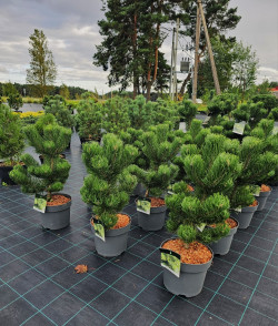 Pušis juodoji (Lot Pinus nigra) 'Oregon Green' C15 50- 60 CM - nuotrauka 3