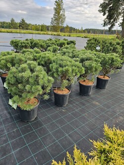 Pušis kalninė (Lot Pinus mugo) 'Columnaris' C15 60-70 CM EXTRA - nuotrauka 3