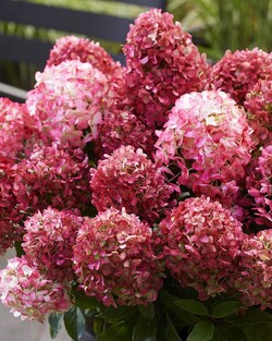 Šluotelinė hortenzija (Lot Hydrangea pan.) 'Living Little Rosy®' PBR C3 - nuotrauka 5