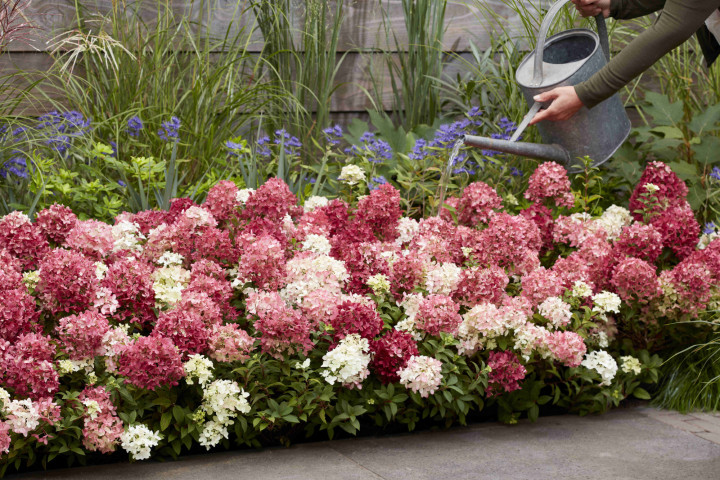 Šluotelinė hortenzija (Lot Hydrangea pan.) 'Groundbreaker Ruby'® C1.5 | ŠLUOTELINĖS HORTENZIJOS | HORTENZIJOS