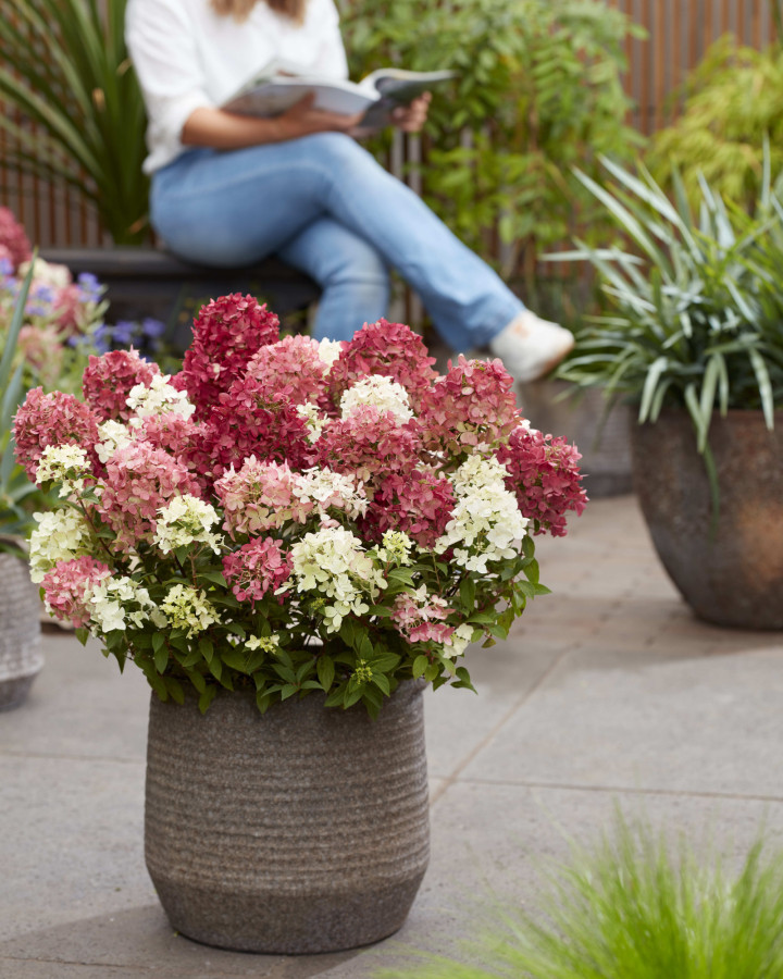 Šluotelinė hortenzija (Lot Hydrangea pan.) 'Groundbreaker Ruby'® C1.5 | ŠLUOTELINĖS HORTENZIJOS | HORTENZIJOS