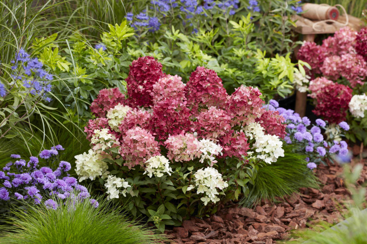 Šluotelinė hortenzija (Lot Hydrangea pan.) 'Groundbreaker Ruby'® C1.5 | ŠLUOTELINĖS HORTENZIJOS | HORTENZIJOS