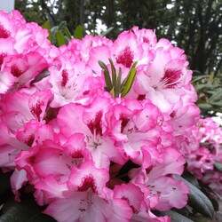 Rododendras (Lot Rhododendron) 'Hachmann's Charmant' C5/P23 30-40 CM - nuotrauka 2
