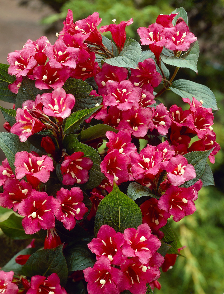 Veigelės (Lot Weigela) 'Bristol Ruby' C20 125-140 CM | VEIGĖLĖS | KRŪMAI