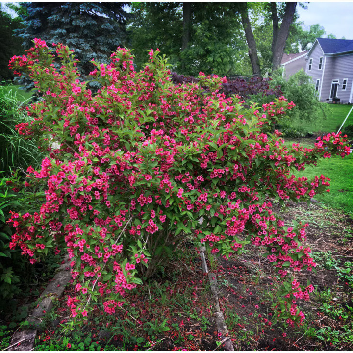 Veigelės (Lot Weigela) 'Bristol Ruby' C20 125-140 CM | VEIGĖLĖS | KRŪMAI