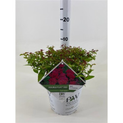 Japoninė lanksva (Lot Spiraea jap.) 'Double Play' Red C3/P19 25-30 CM - nuotrauka 3