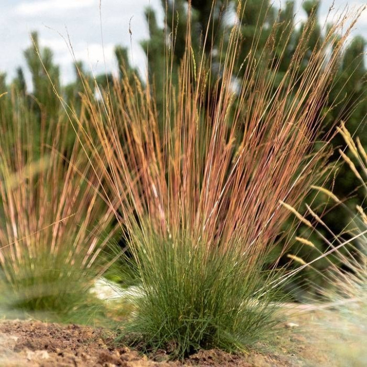 Melsvasis Eraičinas (Lot Festuca Glauca) 'Sunrise' ® C2-Pagrindinis-