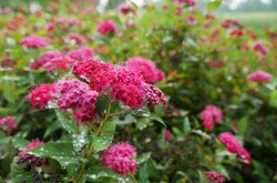 Japoninė lanksva (Lot Spiraea jap.) 'Double Play' Doozie C3/P19 25-30 CM - nuotrauka 4